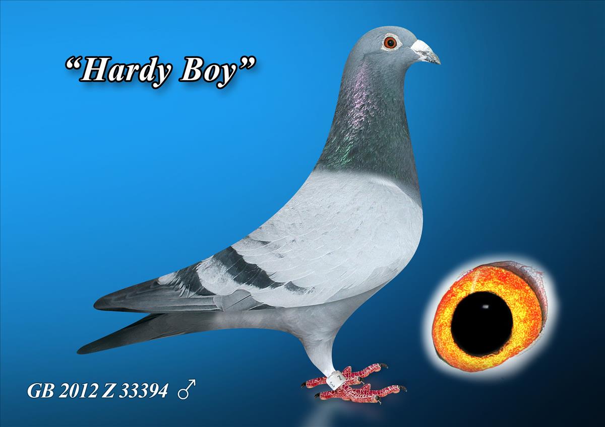 Hardy Boy Racing Pigeon /uploads/img/100-1200-GB-2012-Z-33394.jpg