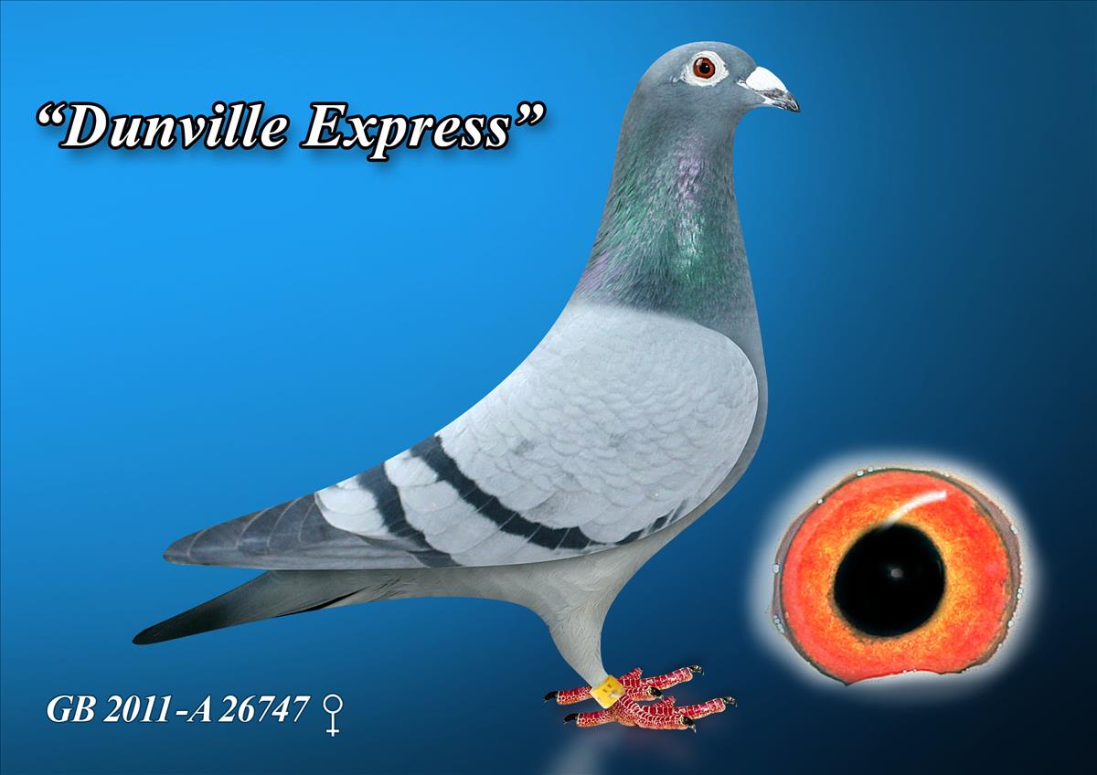 Dunville Express Racing Pigeon /uploads/img/111-1200-GB-2011-A-26747.jpg