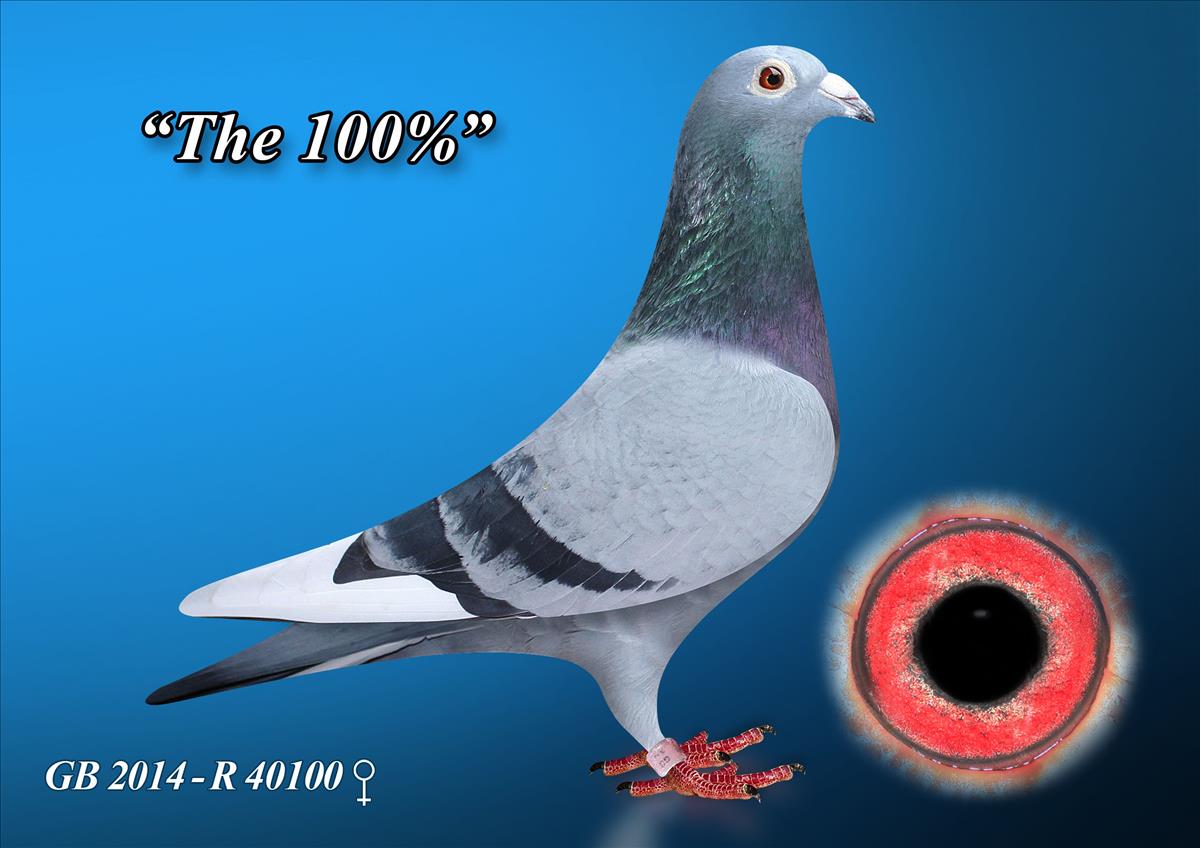 The 100% Racing Pigeon /uploads/img/125-1200-GB-2014-R-470100.jpg