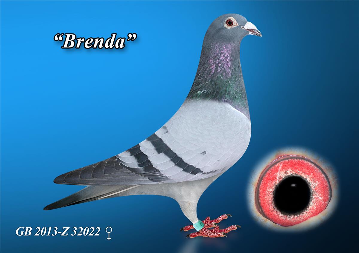 Brenda 2 Racing Pigeon /uploads/img/65-1200-GB-2013-Z-32022.jpg