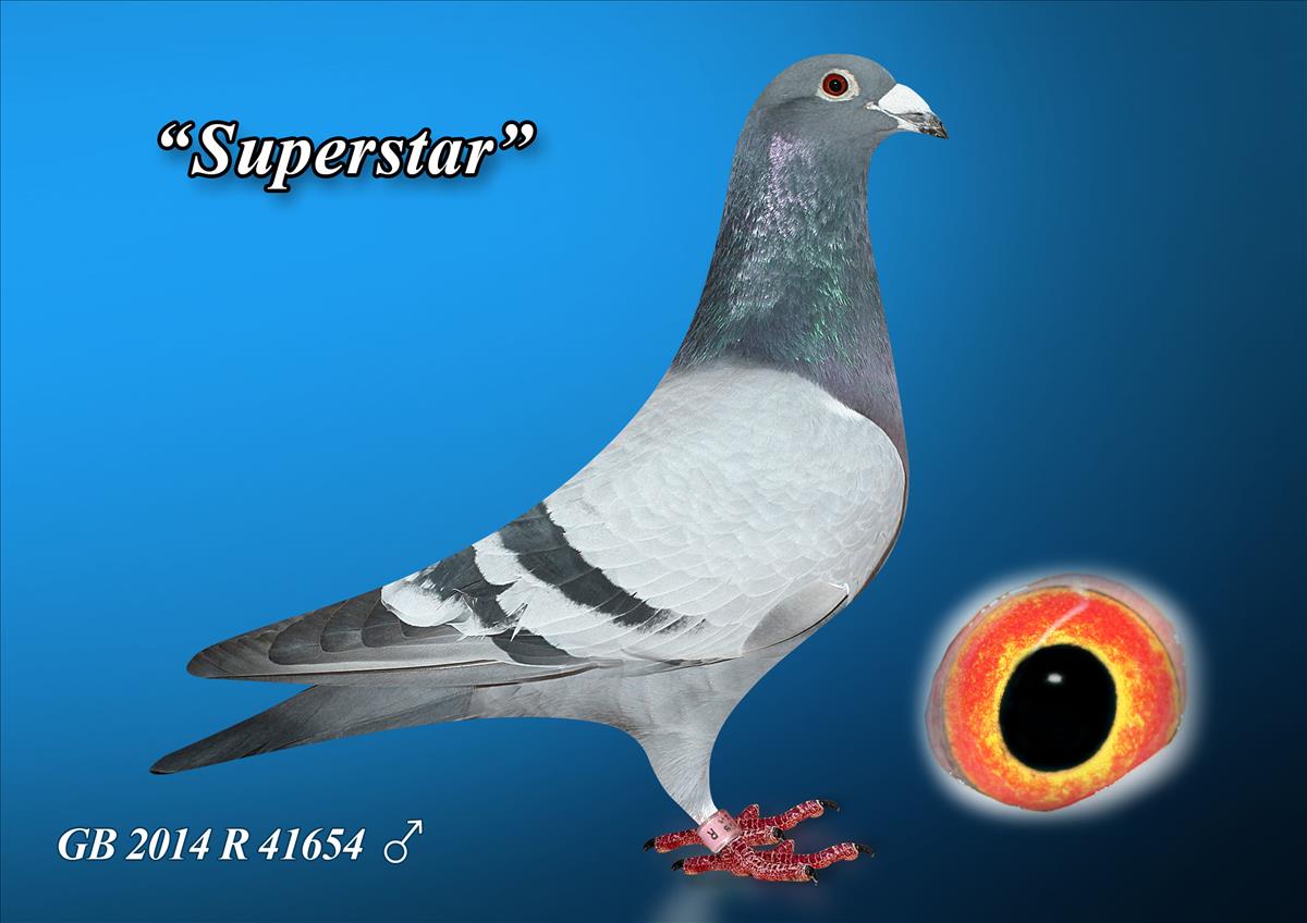 Superstar Racing Pigeon /uploads/img/85-1200-GB-2014-R-41654.jpg