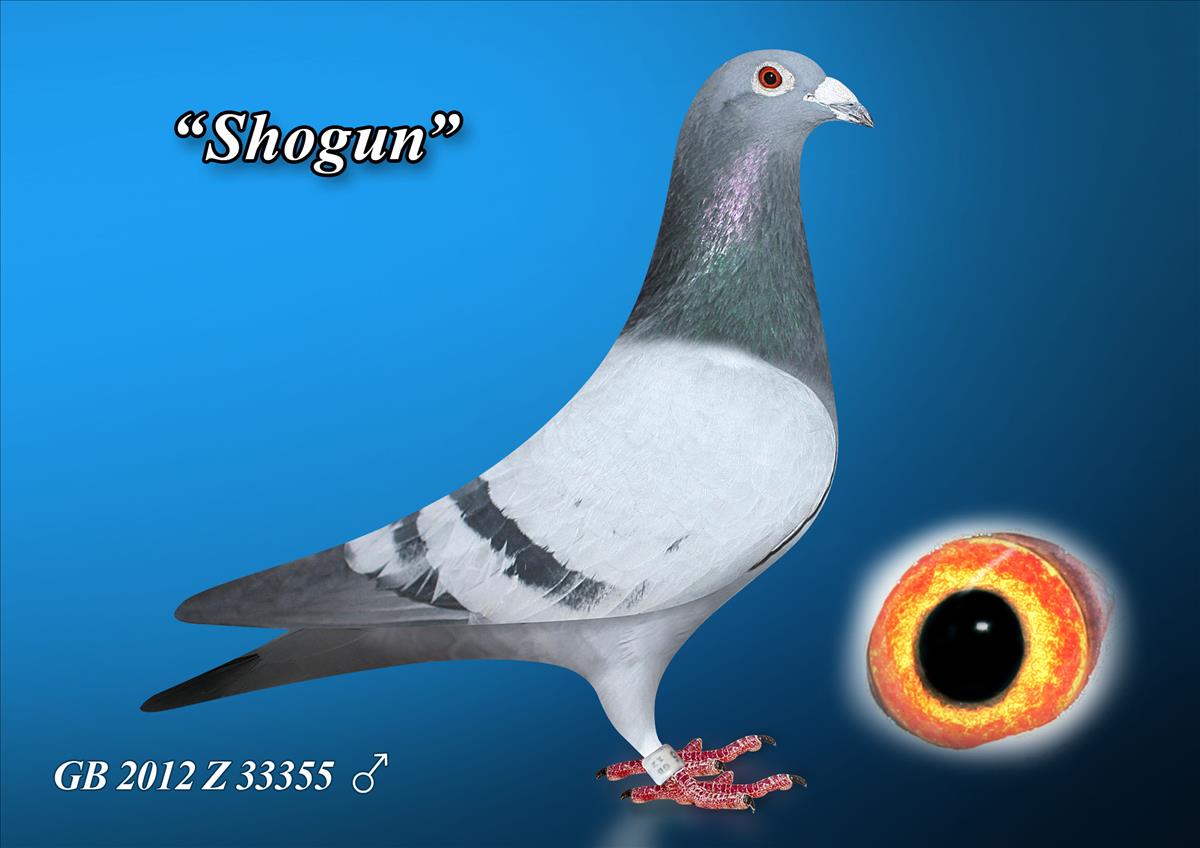 Shogun Racing Pigeon /uploads/img/94-1200-GB-2012-Z-33355.jpg